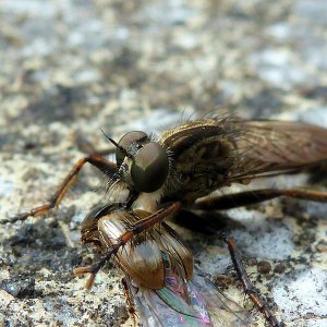 Meine ersten Makroversuche