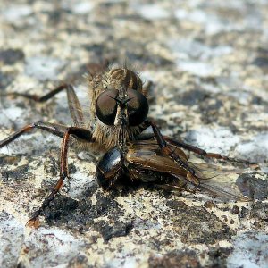 Meine ersten Makroversuche