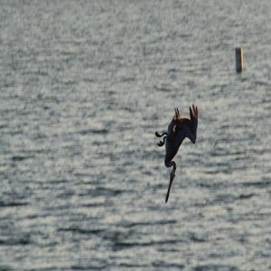 Pelikane und andere California-Tiere