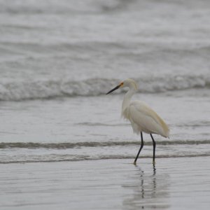 Pelikane und andere California-Tiere