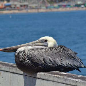 Pelikane und andere California-Tiere