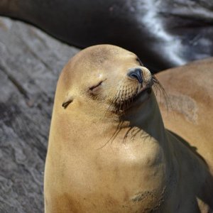 Pelikane und andere California-Tiere