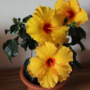 Vergängliche Schönheit