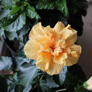 Vergängliche Schönheit