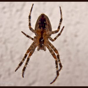 Bertha in Lauerstellung