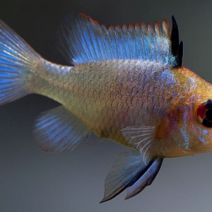 Mikrogeophagus ramirezi "electric blue" ♀