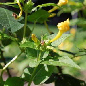 Die wohnt bei uns im Garten