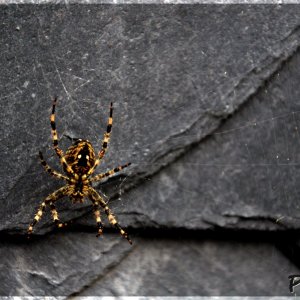 spider...
