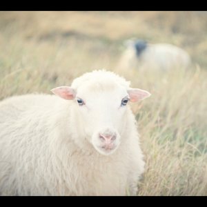 Niedrigkontrasttierchen