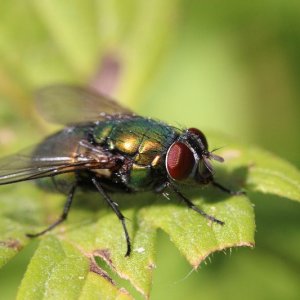 Ein paar Macro aufnahmen von heute