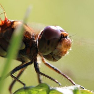 Ein paar Macro aufnahmen von heute