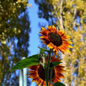 Sonnenblume im Frühherbst