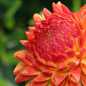 ein paar Blumen die ich heute Morgen abgelichtet habe.