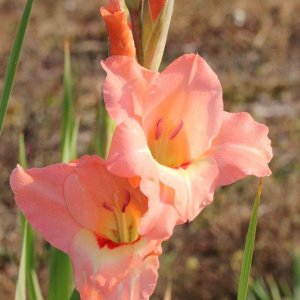 ein paar Blumen die ich heute Morgen abgelichtet habe.