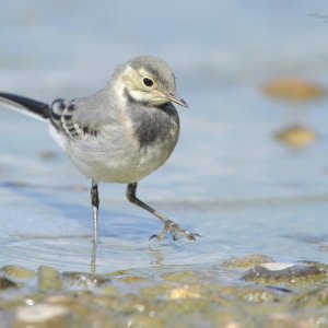 Juvenile Bachstelze...