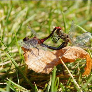 Libellen-Paarungsrad