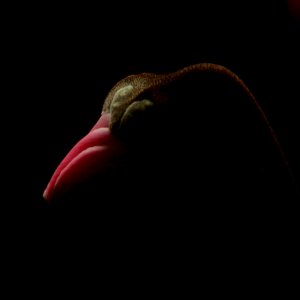 Knospe Alpenveichen !