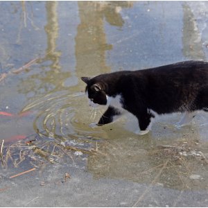 Wenn es der Katze zu wohl ist,