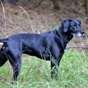 Labrador-Pointer