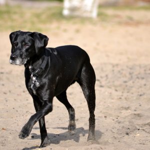 Labrador-Pointer
