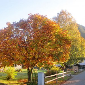 Pfronten im Herbst