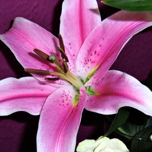 Ein paar Blumenfotografien