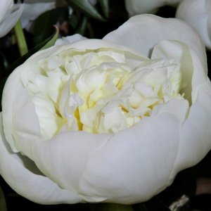 Ein paar Blumenfotografien