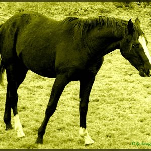 Pferd auf der Koppel !