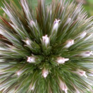Distel