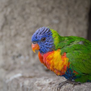 Schöner als so mancher Mensch!