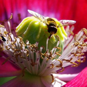 Schwebefliege auf einer Mohnblüte