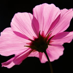 Kosmea (Schmuckkörbchen)