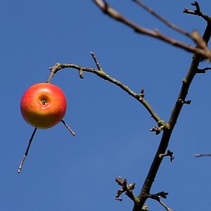 Der vergessene Apfel
