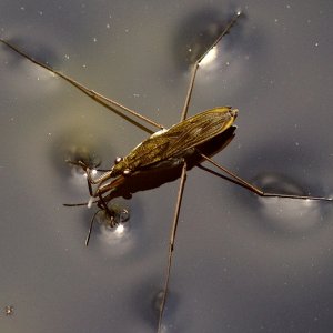 Wasser hat doch eine Haut