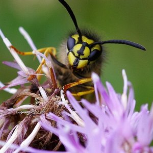 Portrait einer Wespe