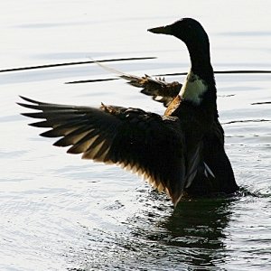 Dirigent vom Entenchor