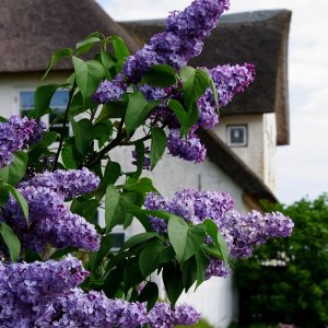 Flieder vor einem alten Friesenhaus