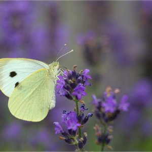 Kohlweissling auf Lavendel