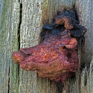 Ein seltsamer Baumbewuchs