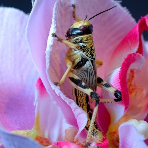 Grashopper im Styrocube