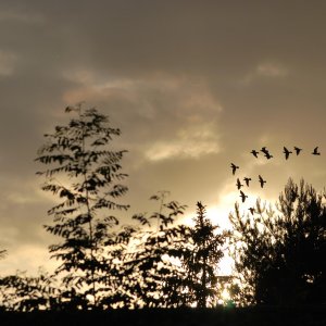 Tauben im Sonnenuntergang