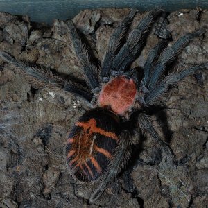 Cyclosternum fasciatum