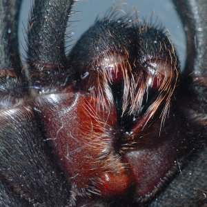 Cyclosternum fasciatum