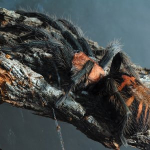 Cyclosternum fasciatum