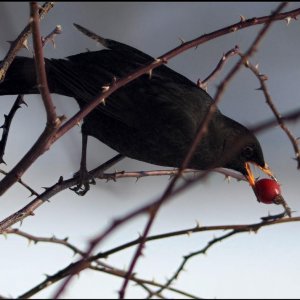 TAIR 3S - Testbilder