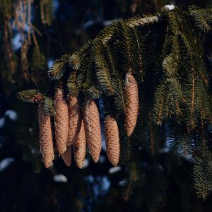 TAIR 3S - Testbilder