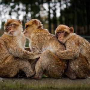 Einfach meine Bilder