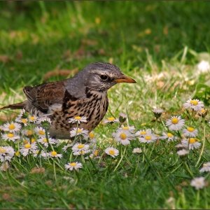 Einfach meine Bilder