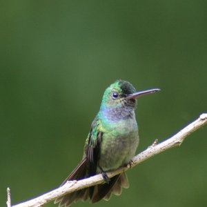 Birds of Costa Rica