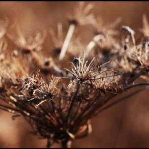 Trockene Blüten